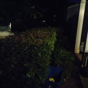 Bush Trimming by Green Aesthetics reviewed on June 12, 2025