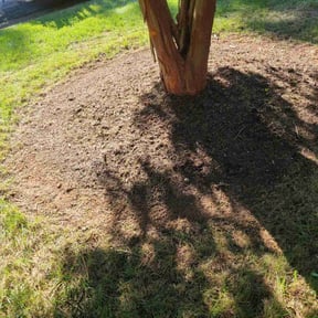 Cleanups by George of the jungle lawn care reviewed on June 29, 2025