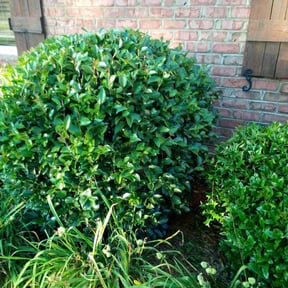 Bush Trimming by EZGO Lawn Services LLC reviewed on November 8, 2021