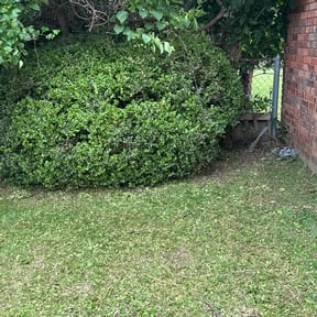 Bush Trimming by King of Lawn Care LLC reviewed on April 12, 2022