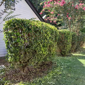 Bush Trimming by 3DM reviewed on October 22, 2022