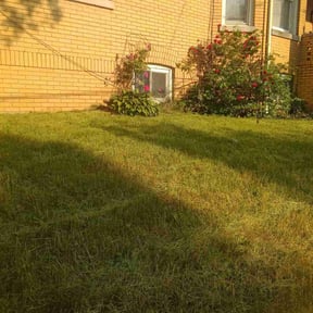 Bush Trimming by Ultimate Landscape Contractor reviewed on June 1, 2022