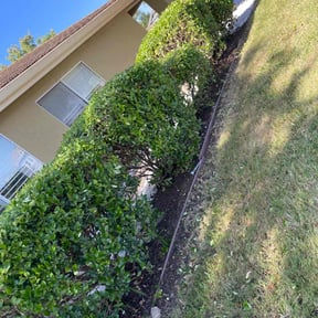 Bush Trimming by Diego Mojica Lawn Care reviewed on July 29, 2025