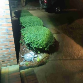 Bush Trimming by Levi&#039;s Lawn Care reviewed on June 25, 2022