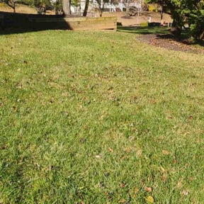 Leaf Removal by YardPro reviewed on July 29, 2022