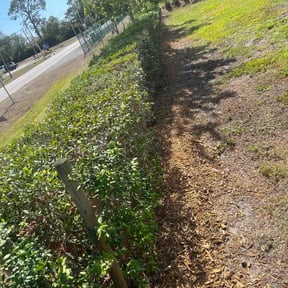 Bush Trimming by Bay Land & Trees Llc. reviewed on April 21, 2025