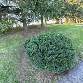 Bush Trimming by Complete Lawn Care reviewed on June 3, 2022
