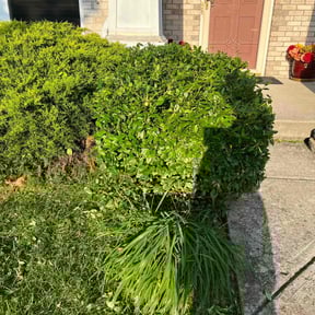 Bush Trimming by Steve’s mowing company reviewed on August 26, 2024