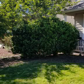 Bush Trimming by Juan mendoza reviewed on April 17, 2020