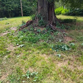 Bush Trimming by Keep it Loe Lawn Service reviewed on October 12, 2022