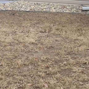 Leaf Removal by Owen Lawn Service reviewed on December 17, 2021