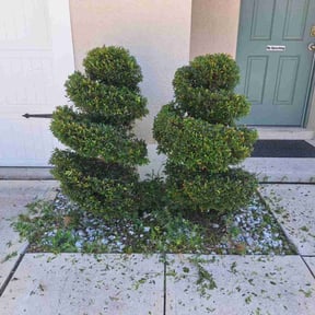 Bush Trimming by Aura lawn pros reviewed on November 25, 2022