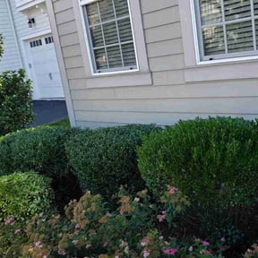 Bush Trimming by Quality Clean Kutz reviewed on October 30, 2022