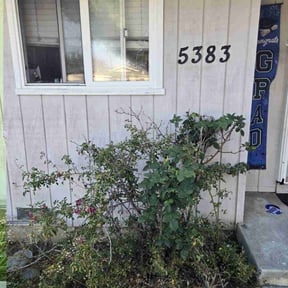 Bush Trimming by Alfredo's gardening service reviewed on June 27, 2023