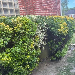 Bush Trimming by SleepyCutz Landscaping reviewed on October 21, 2024