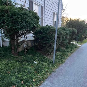 Bush Trimming by Martin LLC reviewed on April 27, 2025