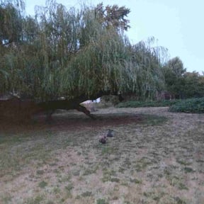 Bush Trimming by R J Lawn Care reviewed on August 18, 2020