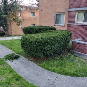 Bush Trimming by KeyBoy Entertainment reviewed on July 30, 2025