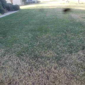 Leaf Removal by George of the jungle lawn care reviewed on June 29, 2025
