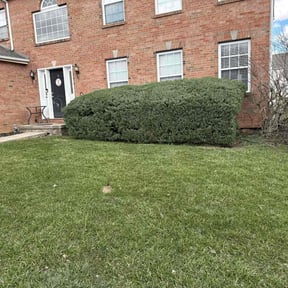 Bush Trimming by M&J Family Lawn and Hauling Service reviewed on May 16, 2022