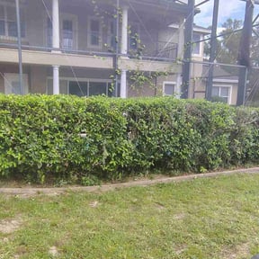 Bush Trimming by the kadyebo way reviewed on May 29, 2022
