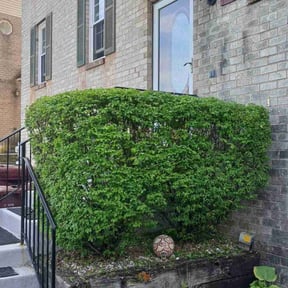 Bush Trimming by Garcia Services reviewed on July 16, 2025