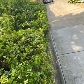 Bush Trimming by Big 3 Lawns and Landscaping reviewed on July 30, 2022