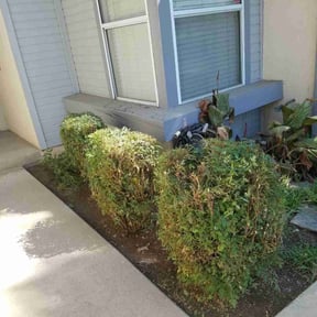 Bush Trimming by For My Children Landscaping reviewed on October 22, 2021