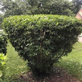 Bush Trimming by T Woods Landscaping reviewed on June 7, 2022