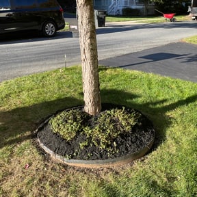Mulching by Chase property management and improvements llc reviewed on August 1, 2021