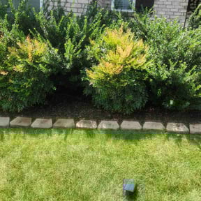 Flower Bed Weeding by Integrity Lawns LLC reviewed on July 8, 2025