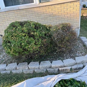Bush Trimming by Woodruff Contracting LLC. reviewed on July 15, 2022