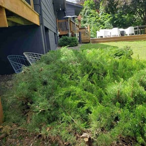 Bush Trimming by Lawns and more reviewed on April 28, 2022
