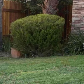 Bush Trimming by AC LAWNCARE reviewed on May 13, 2025