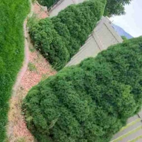 Flower Bed Weeding by Cir reviewed on August 4, 2021