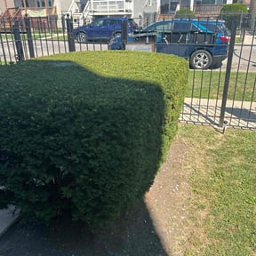 Bush Trimming by Vazquez Lawncare reviewed on June 7, 2025