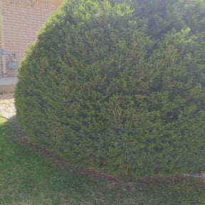 Bush Trimming by 100% Landcare reviewed on May 12, 2023
