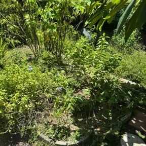Flower Bed Weeding by LSLTDallas/FortWorthTruGreen reviewed on July 31, 2025