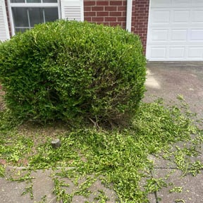 Bush Trimming by Ins&Outs Lawn and Home LLC reviewed on April 22, 2022