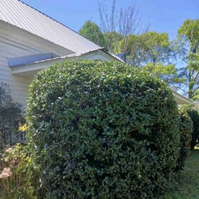 Bush Trimming by Clean Cut Land Management reviewed on May 13, 2022