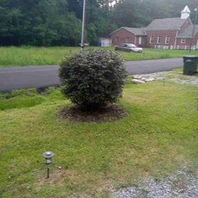 Bush Trimming by Longview lawns and Land scaping LLC reviewed on July 22, 2022