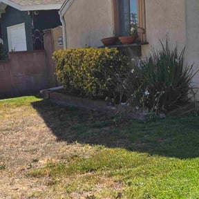 Bush Trimming by K.I.S.S. lawn care reviewed on April 28, 2025