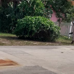Bush Trimming by Grass Kept Clean & More reviewed on March 17, 2025