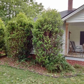 Bush Trimming by WIP 66 LLC reviewed on November 19, 2024