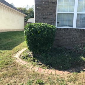 Bush Trimming by Ray Ramon reviewed on May 28, 2022