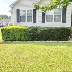 Bush Trimming by B&t lawn service reviewed on August 2, 2022