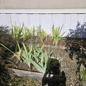 Flower Bed Weeding by Hopkins Lawn Care Service reviewed on July 17, 2022
