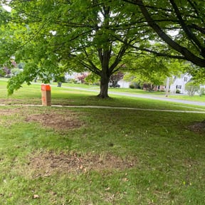 Cleanups by Sgp Lawn services reviewed on July 20, 2022