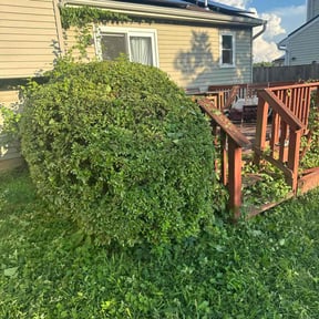 Bush Trimming by T trees reviewed on July 28, 2025