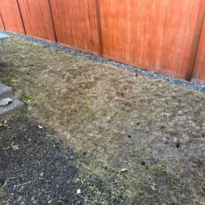 Cleanups by Enrique's Outdoor Maintenance reviewed on May 11, 2022